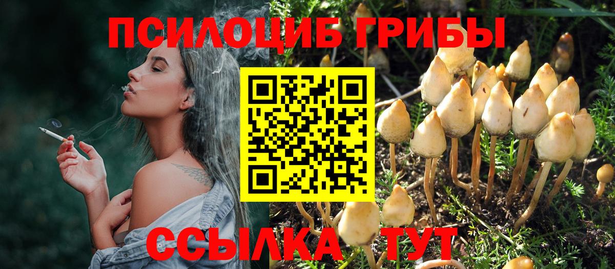 купить   Ачинск  Галлюциногенные грибы Psilocybine cubensis 
