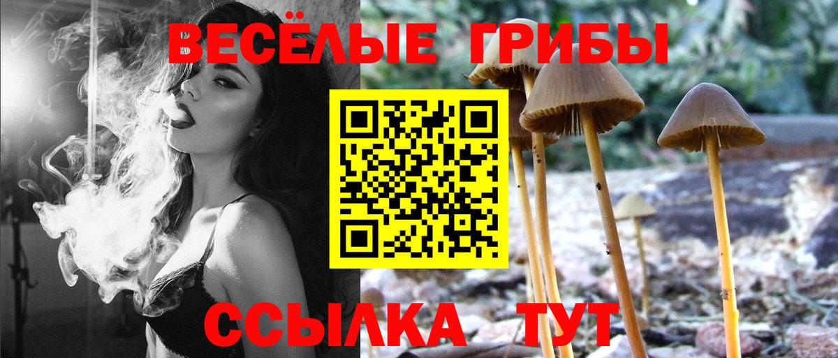 Псилоцибиновые грибы Psilocybe Ачинск